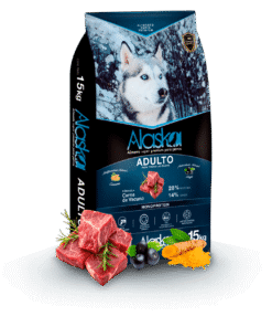 Alaska Adulto Perro 15